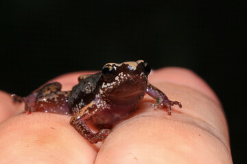 Small brown frog on a green leaf in the rainforest