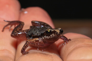 Small brown frog on a green leaf in the rainforest