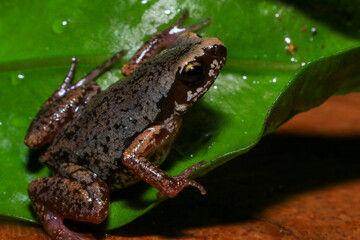 Small brown frog on a green leaf in the rainforest