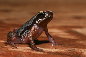 Small brown frog on a green leaf in the rainforest