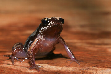 Small brown frog on a green leaf in the rainforest
