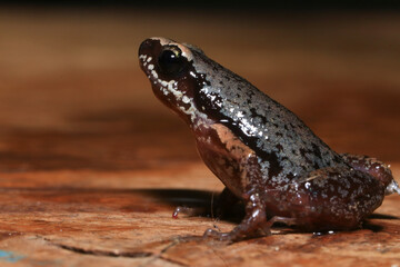 Small brown frog on a green leaf in the rainforest
