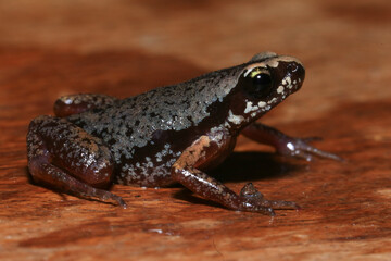 Small brown frog on a green leaf in the rainforest