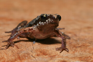 Small brown frog on a green leaf in the rainforest