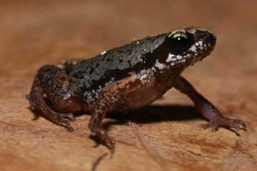 Small brown frog on a green leaf in the rainforest