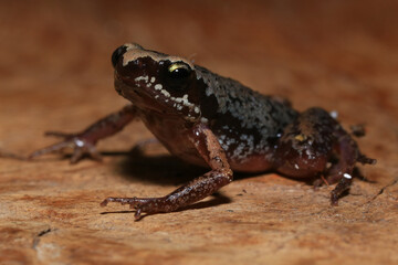Small brown frog on a green leaf in the rainforest