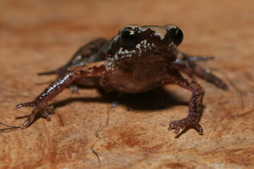 Small brown frog on a green leaf in the rainforest