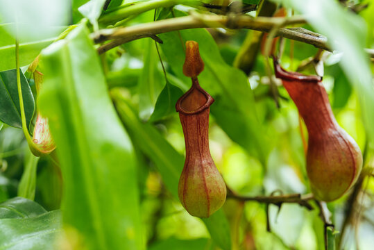Close-Up of Tropical Pitcher Plant