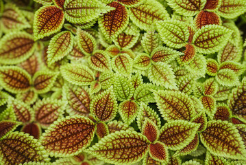 Vibrant Green and Red Veined Leaves