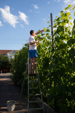 a man binds grapes on his plot