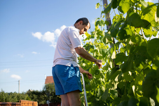 a man binds grapes on his plot