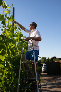 a man binds grapes on his plot