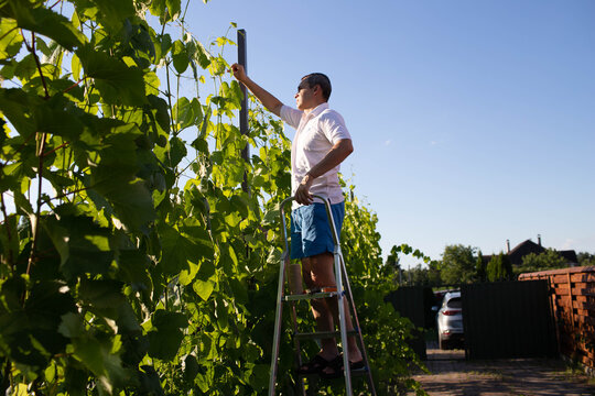 a man binds grapes on his plot