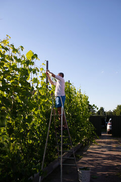 a man binds grapes on his plot