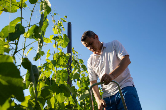 a man binds grapes on his plot