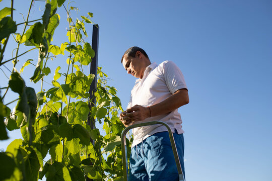a man binds grapes on his plot