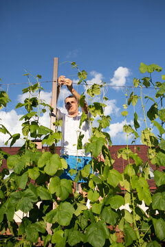 a man binds grapes on his plot