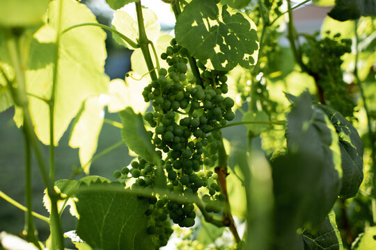 grapevine near the house