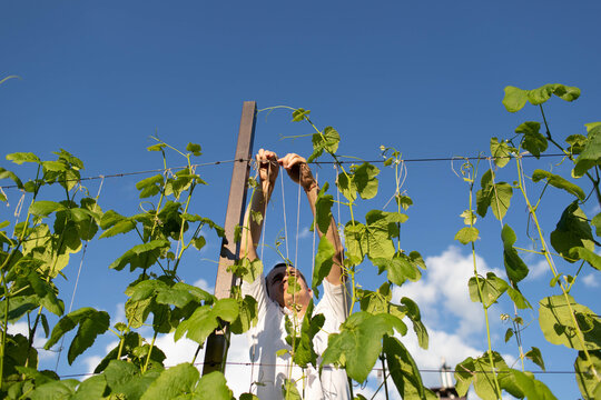 a man binds grapes on his plot