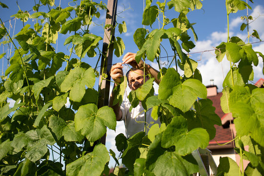 a man binds grapes on his plot