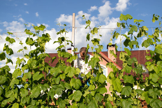 a man binds grapes on his plot