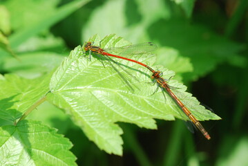 Large red damselfly dragonfly on a leaf