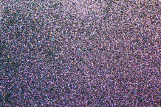 Starch granules micrograph