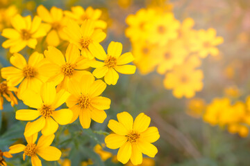 Bright golden yellow in bloom flower in garden with blurred background. Summer flower wallpaper. 