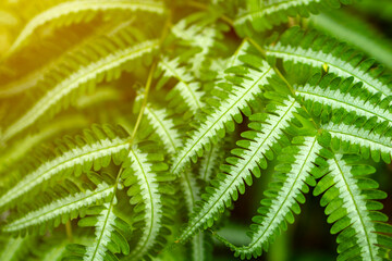 Abstract green tropical of fern leaf pattern textures, with golden sunlight effects  in background.