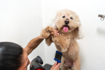 Dog groomer is brushing and drying a cute poodle in a pet salon