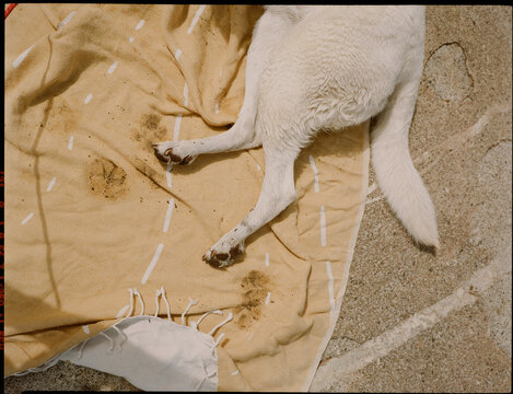 Dog feet on beach towel