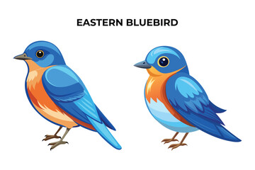 Beautiful Eastern Bluebird on white background vector illustration 