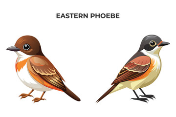 Beautiful Eastern Phoebe bird on white background vector illustration 