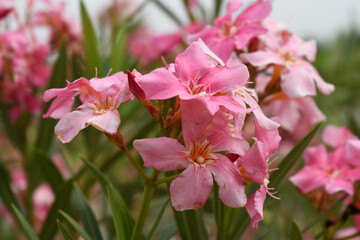 Obraz premium Nerium oleander in bloom, red siplicity bunch of flowers and green leaves on branches, Nerium Oleander shrub red flowers, ornamental shrub branches in daylight, bunch of flowers closeup
