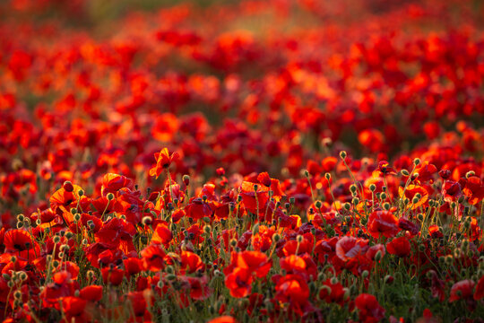 A field of beautiful red poppies backlit by the rising sun.