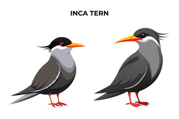 Beautiful Inca Tern on white background vector illustration 