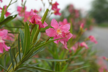 Nerium oleander in bloom, red siplicity bunch of flowers and green leaves on branches, Nerium Oleander shrub red flowers, ornamental shrub branches in daylight, bunch of flowers closeup
