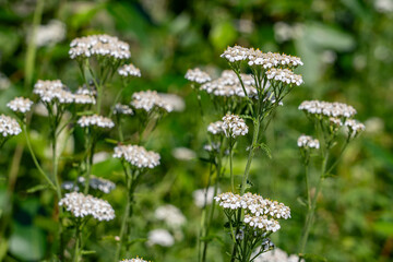 Achillea millefolium, yarrow or common yarrow, is a flowering plant in the family Asteraceae. Denali Viewpoint South, Alaska