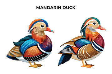 Beautiful Mandarin Duck on white background vector illustration