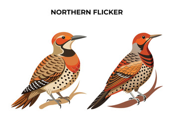 Beautiful Northern Flicker on white background vector illustration