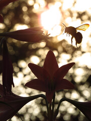 Bumble bee Silhouette
