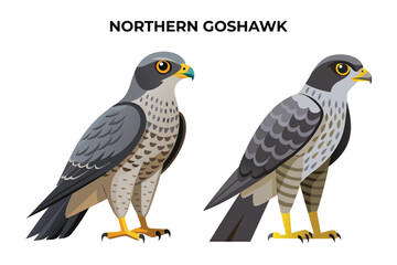 Beautiful Northern Harrier on white background vector illustration