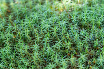Polytrichum commune, common haircap, great golden maidenhair, great goldilocks,common haircap moss, or common hair moss is a species of moss, Denali Viewpoint South, Alaska