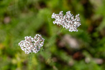 Achillea millefolium, yarrow or common yarrow, is a flowering plant in the family Asteraceae. Denali Viewpoint South, Alaska