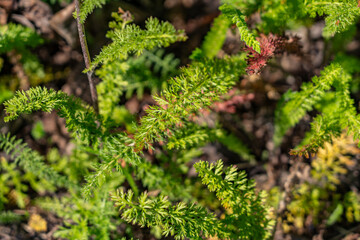 Achillea millefolium, yarrow or common yarrow, is a flowering plant in the family Asteraceae. Denali Viewpoint South, Alaska