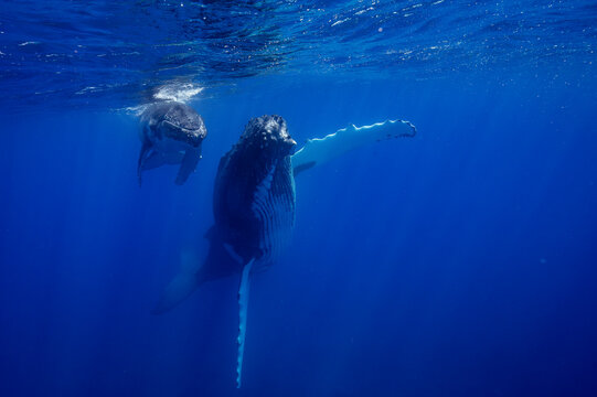 Humpback Whale Mother and Calf