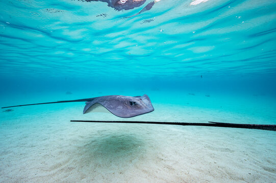 Pink Whipray