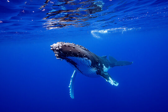 Humpback Whale