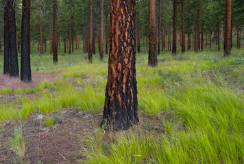 Ponderosa pine forest and grassland