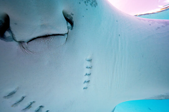 Pink Whipray